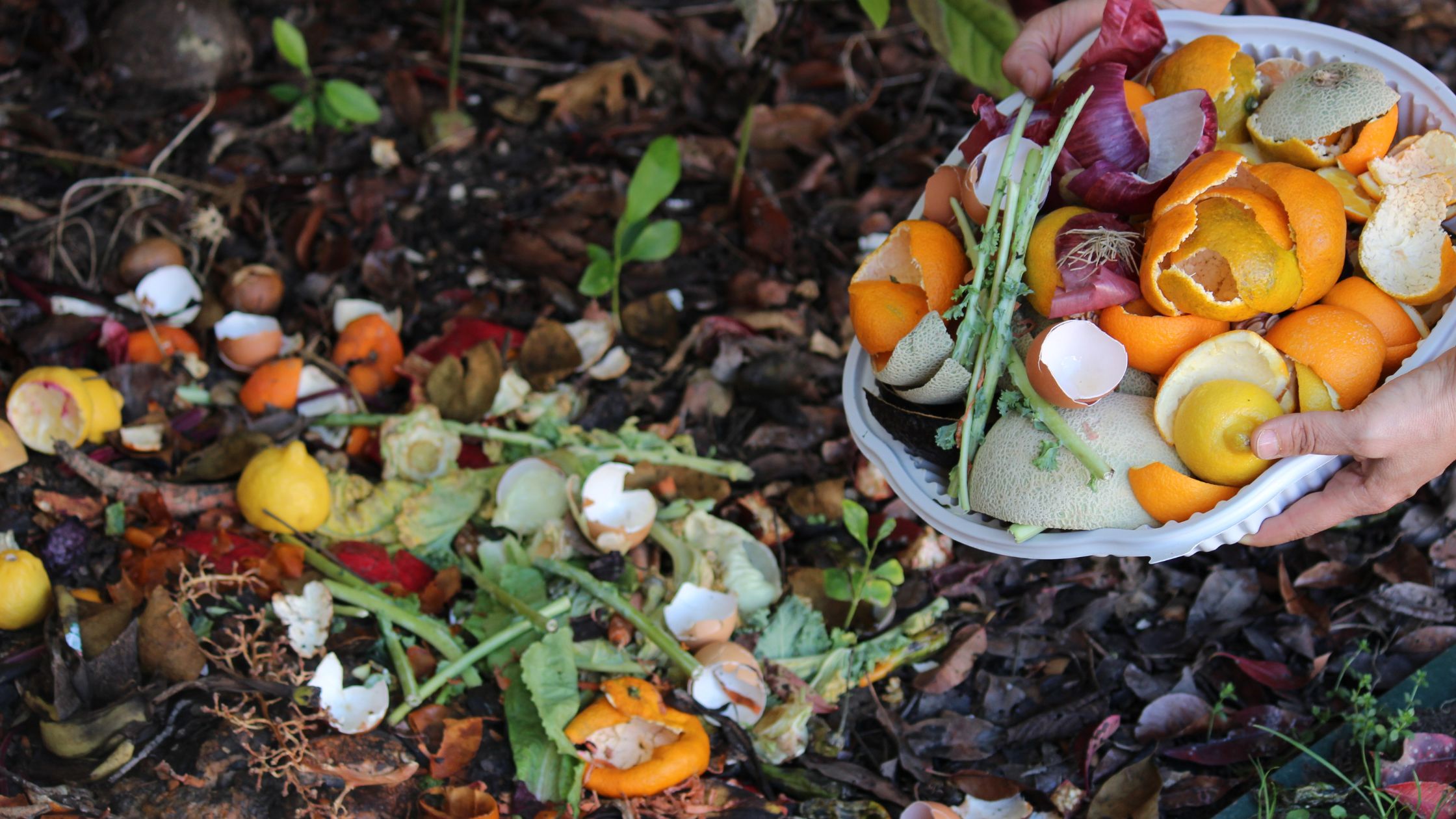 Why You Should Start Composting and How to Do It Easily